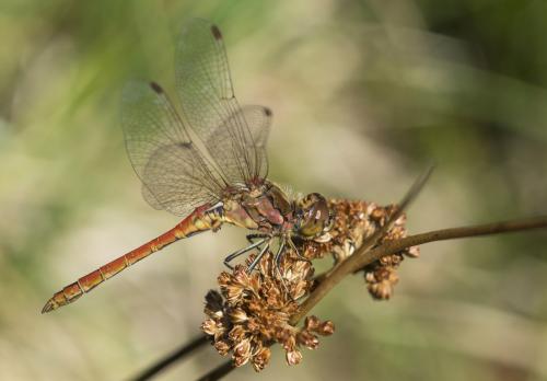 Réf. 238 815 : Sympetrum vulgatum